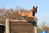 MALINOIS 1054